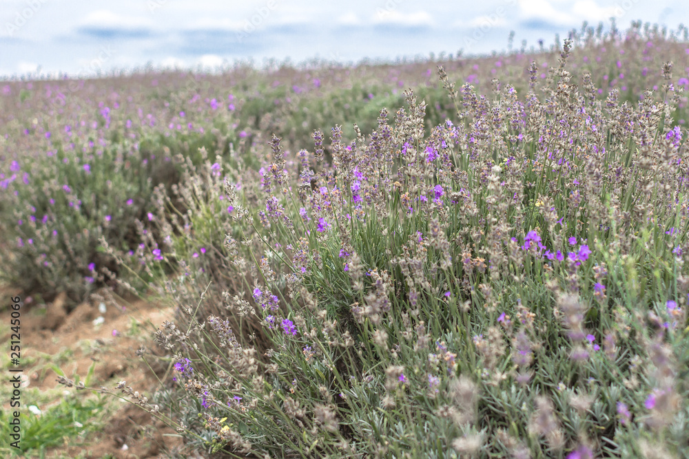 Blooming lavender fields in Bulgaria. Purple lavender flowers. Lavender bushes. Blooming lavender. Bee on a flower. Lavender honey and oil. Blooming lavender fields in Bulgaria. Purple lavender flowers. Lavender bushes. Blooming lavender. Bee on a flower. Lavender honey and oil.