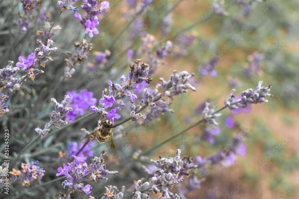 Blooming lavender fields in Bulgaria. Purple lavender flowers. Lavender bushes. Blooming lavender. Bee on a flower. Lavender honey and oil. Blooming lavender fields in Bulgaria. Purple lavender flowers. Lavender bushes. Blooming lavender. Bee on a flower. Lavender honey and oil.