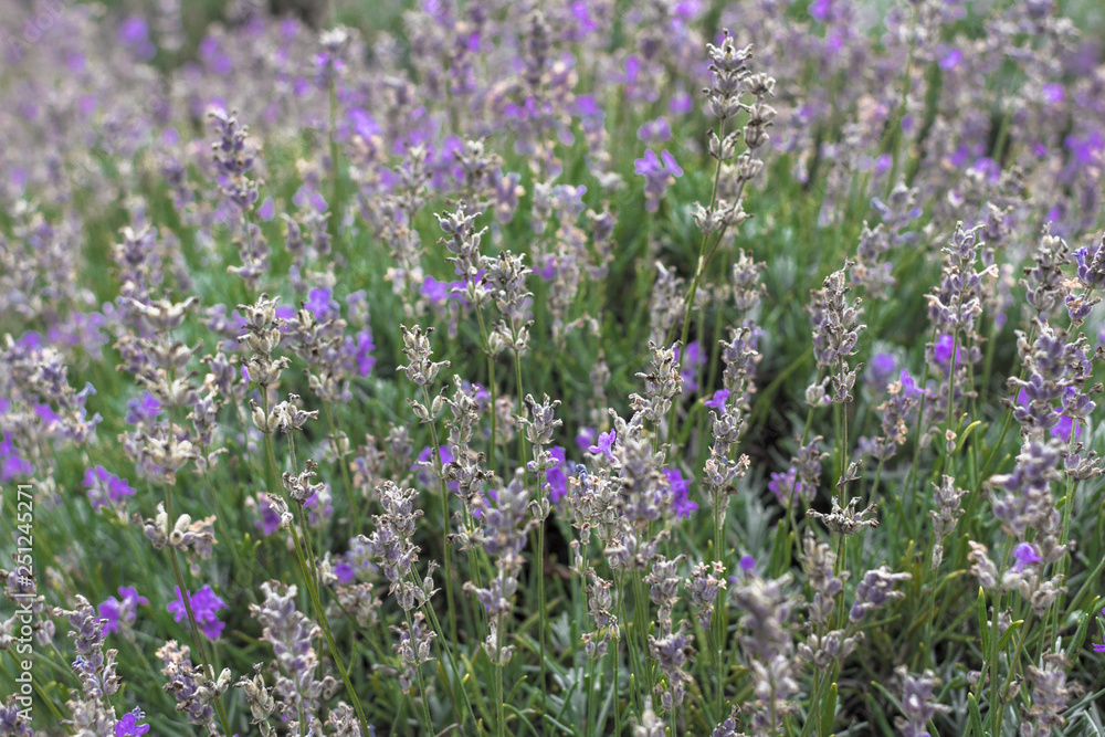 Obraz premium Blooming lavender fields in Bulgaria. Purple lavender flowers. Lavender bushes. Blooming lavender. Bee on a flower. Lavender honey and oil.