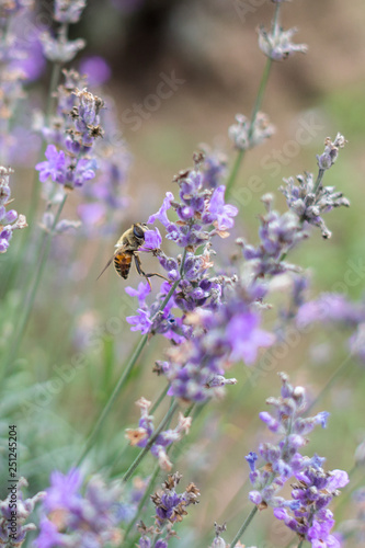Blooming lavender fields in Bulgaria. Purple lavender flowers. Lavender bushes. Blooming lavender. Bee on a flower. Lavender honey and oil.