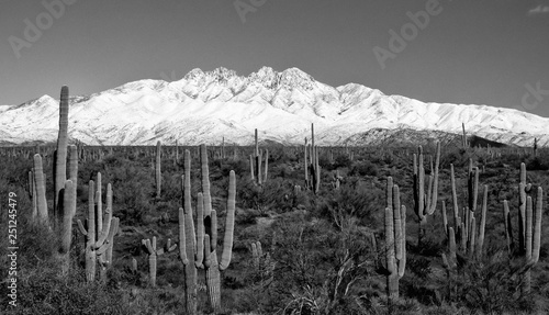 Black and white photo of desert saguaros in front of snow covered mountains  photo