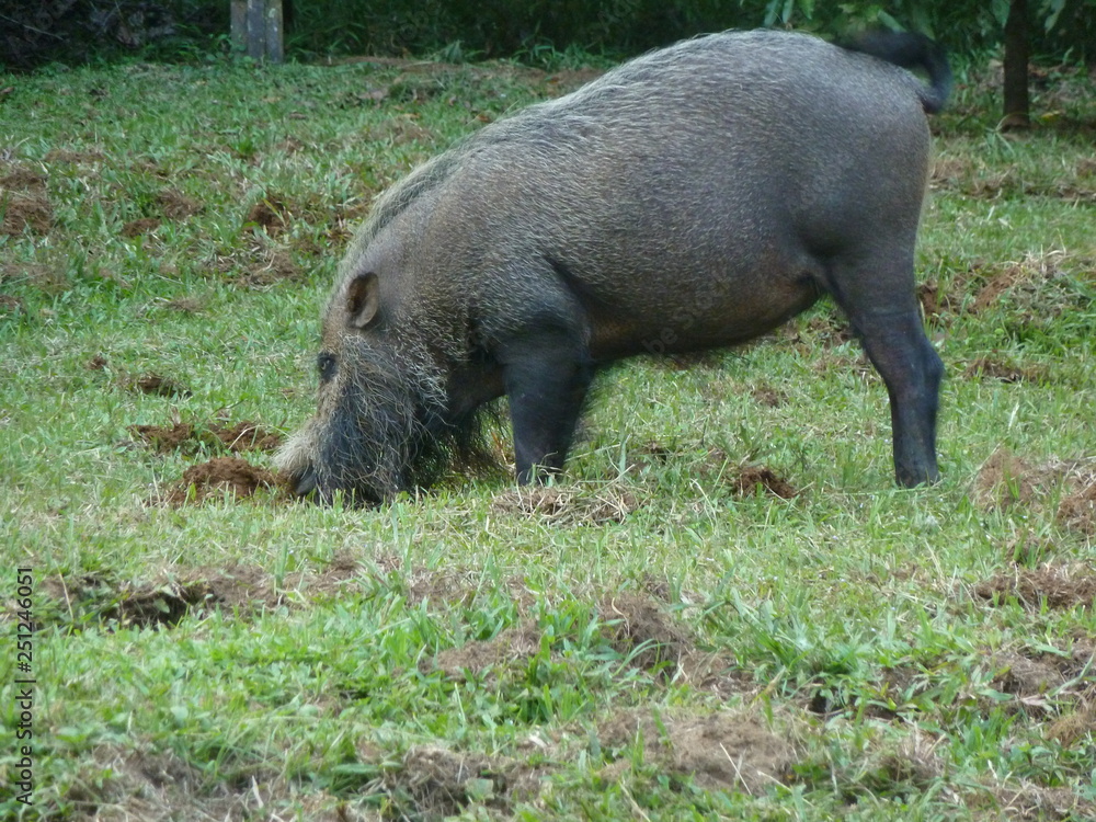 wild boar in the forest wild boar in the forest