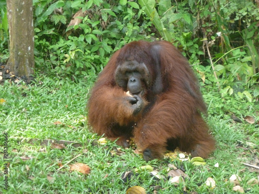 Fototapeta premium Orangutan eating