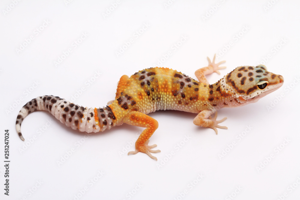 Naklejka premium Leopard Gecko on white background