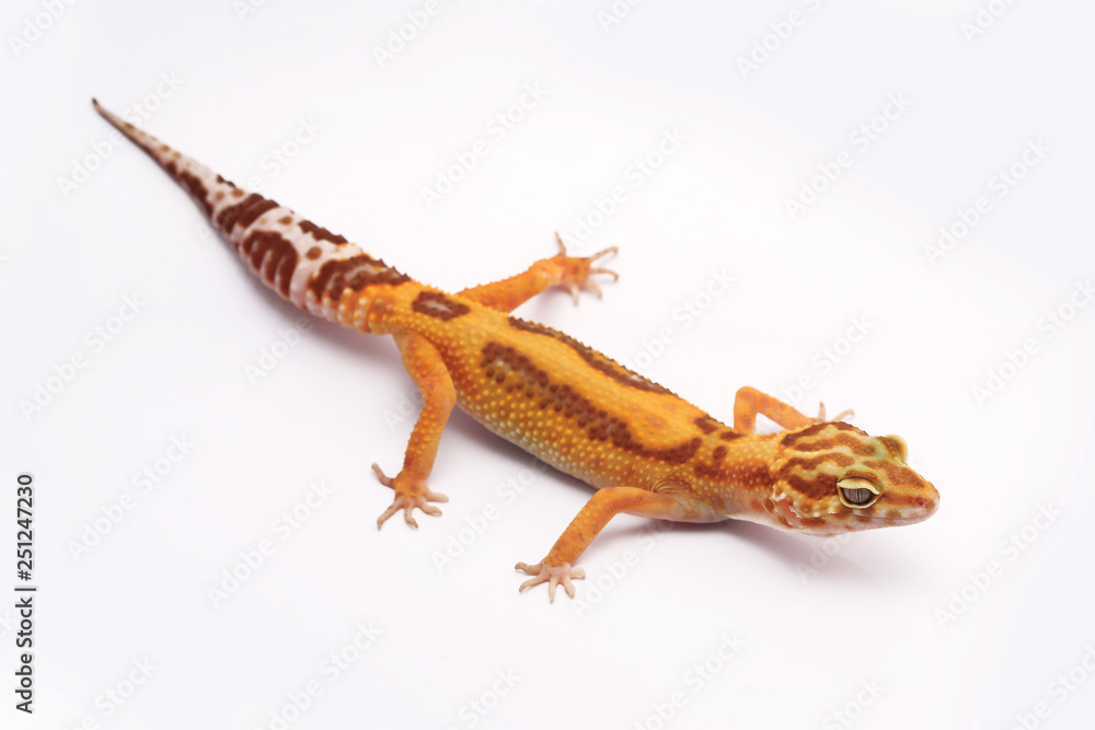 Naklejka premium Leopard Gecko on white background