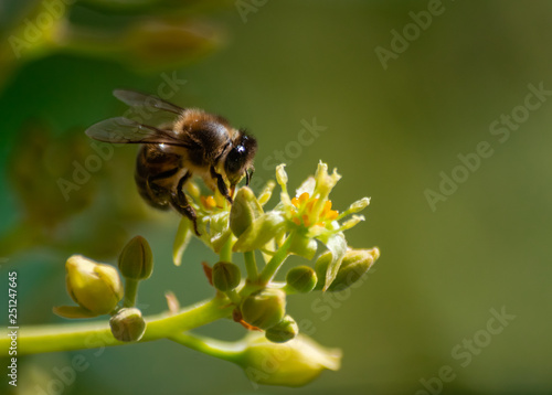 European honey bee (apis mellifera), pollinating avocado flower (persea americana) © Martin