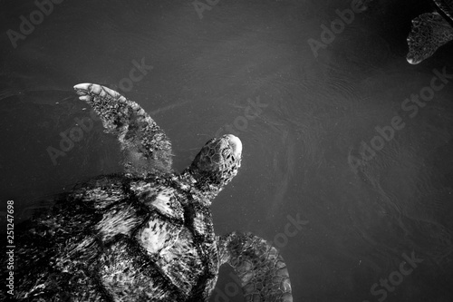 Black and white images of wildlife