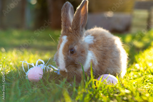 Easter white bunny with easter eggs sitting in the grass