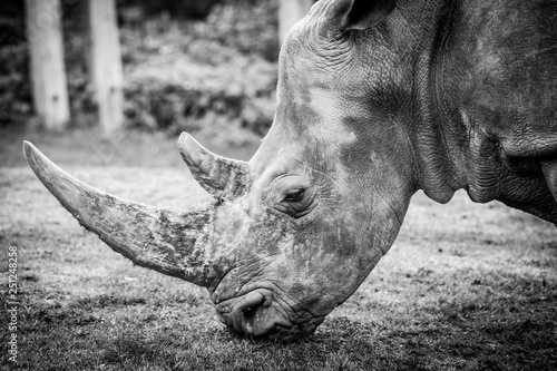 Black and White image of a Rhino