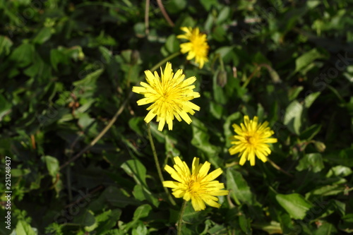 Beautiful flowers blooming in the garden  Bodrum Turkey