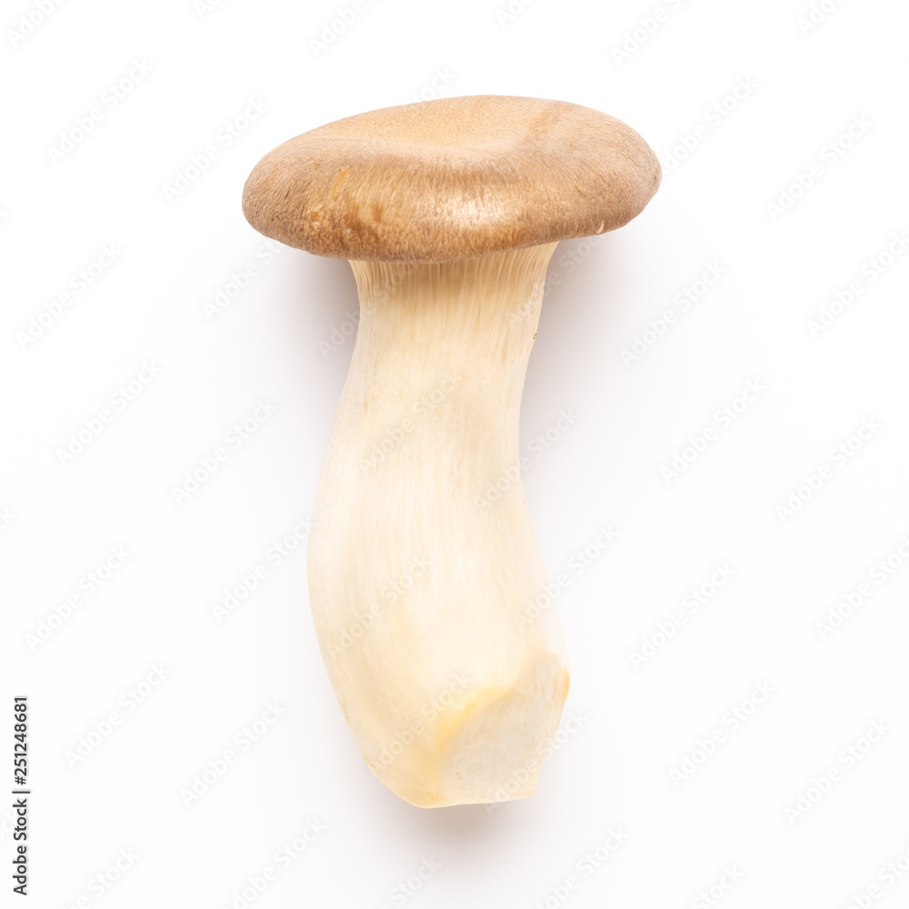 King oyster mushroom on white background. King oyster mushroom on white background.