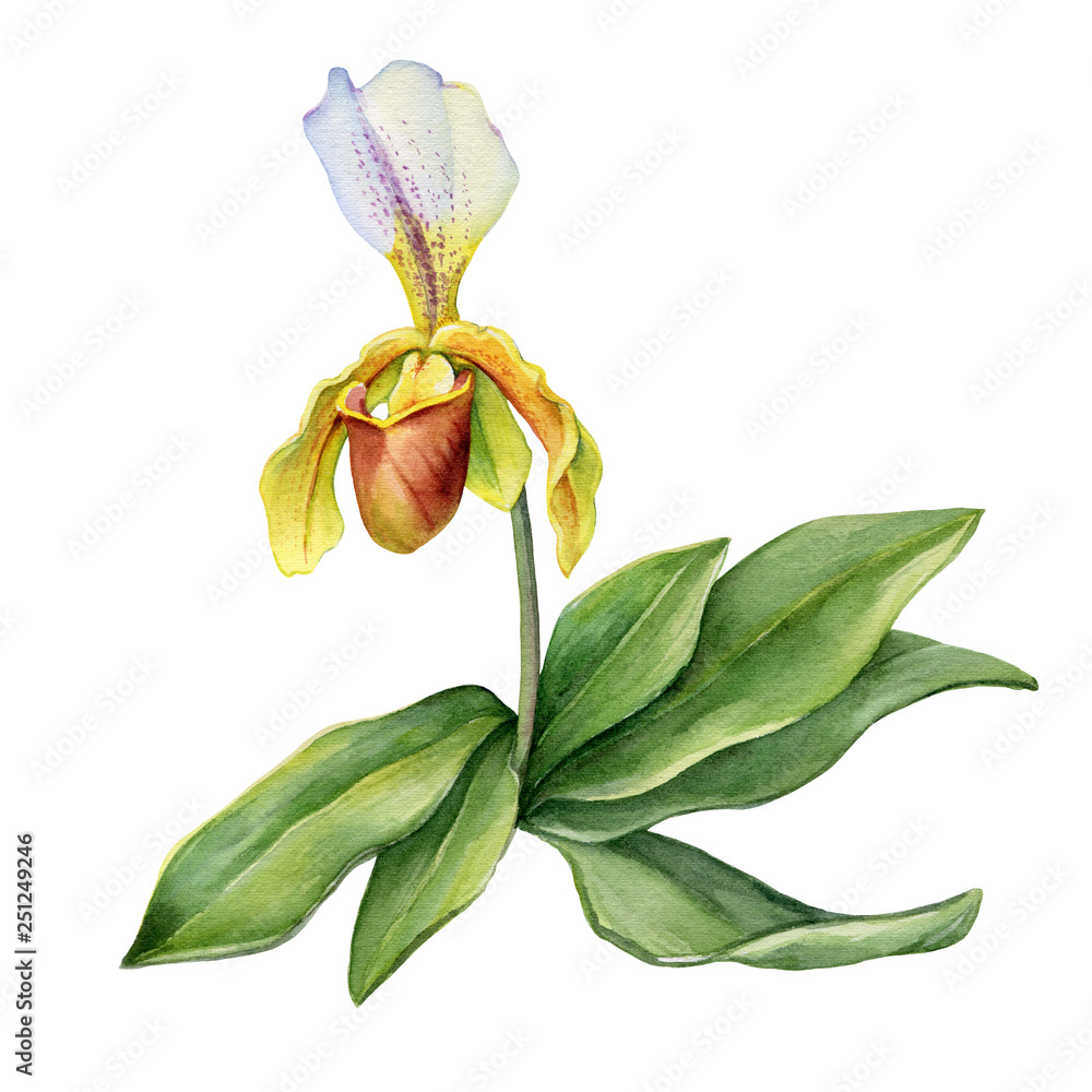 Venus' shoes orchid flower with green leaves (aka lady's slipper orchids,  moccasin flower, Cypripedium, whippoorwill shoe). Hand drawn watercolor  painting illustration isolated on white background. Stock Illustration |  Adobe Stock
