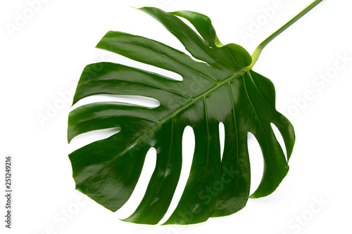 Tropical Jungle Leaf  Monstera  resting on flat surface  isolated on white background.