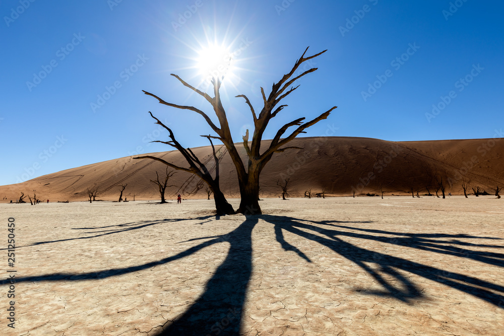 Deadvlei tree