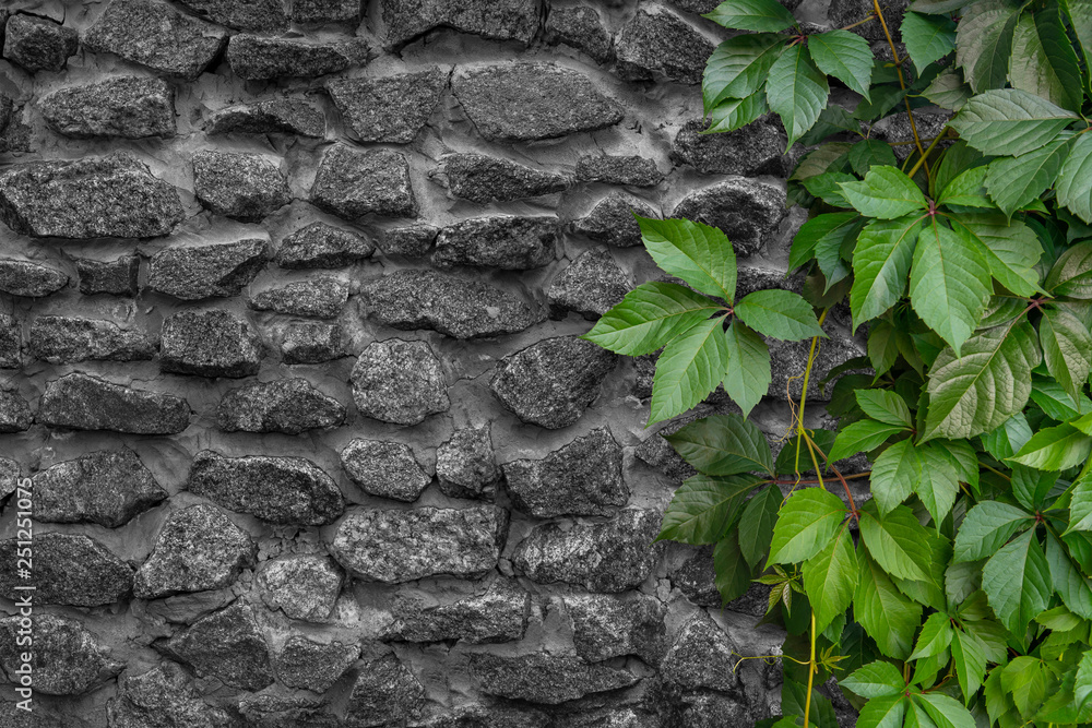 Live hedge from Maiden (Girlish) grapes. Green plants against a stone wall. Parthenocissus inserta Live hedge from Maiden (Girlish) grapes. Green plants against a stone wall. Parthenocissus inserta