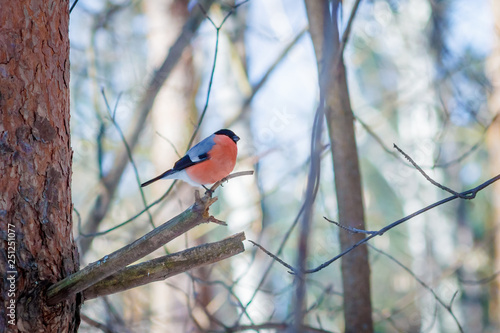 Obraz na plátně hungry wild bird bullfinchr on a tree in spring forest