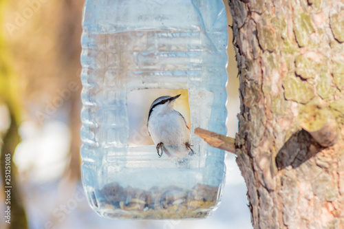 Obraz na plátně hungry wild bird nuthatch on a tree in spring forest
