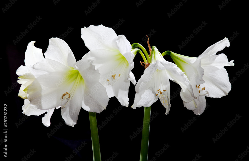 Amaryllis Amaryllis