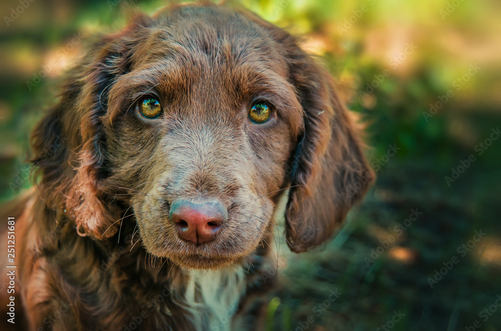 Spaniel puppy in the grass Spaniel puppy in the grass