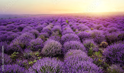 lavender field at the dawn sky. Sunrise at the lavender.