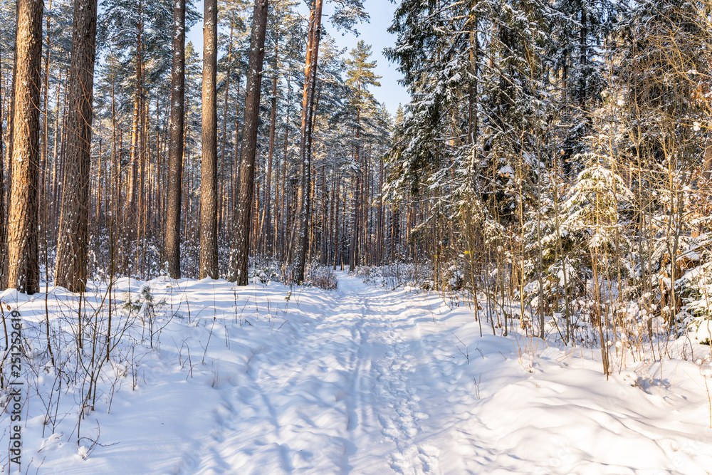 Fototapeta premium Sunny Winter Day in Pine Tree Forest, Abstract Background