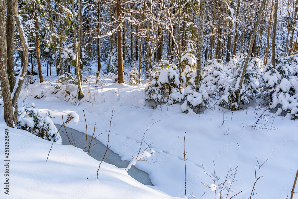 Sunny Winter Day in Pine Tree Forest, Abstract Background Sunny Winter Day in Pine Tree Forest, Abstract Background