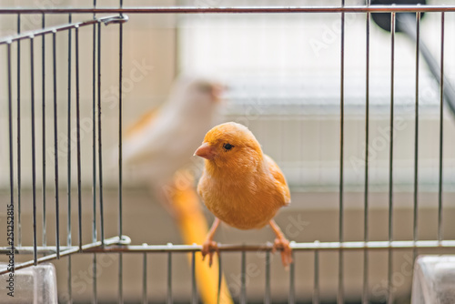 Yellow Canary sitting on open cage door, shallow depth of field photo