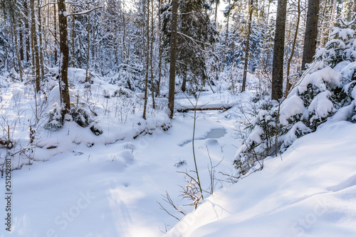 Sunny Winter Day in Pine Tree Forest, Abstract Background © Reinholds