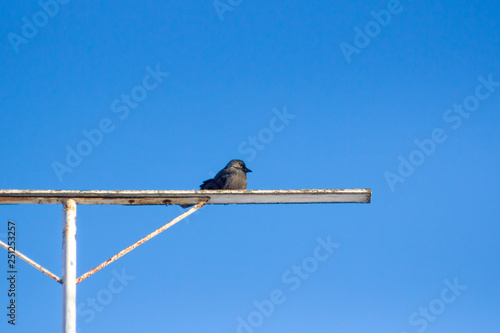 Obraz na plátně hungry wild bird  jackdaw on a blue sky