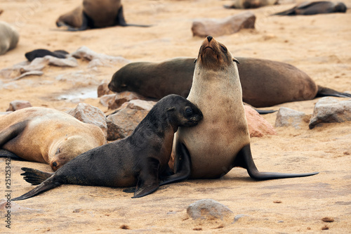 Cape fur seals (Arctocephalus pusillus), Cape cross Namibia