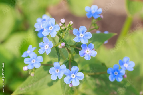 Spring delicate blue forget-me-nots flowers in garden with pastel background and selective soft focus