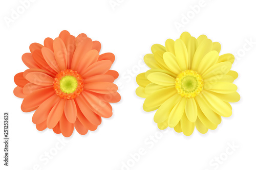 Realistic beautiful orange and yellow flowers isolated on white background. Vector image