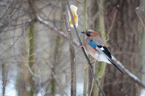 Photography hungry wild bird mockingjay on a tree in spring forest
