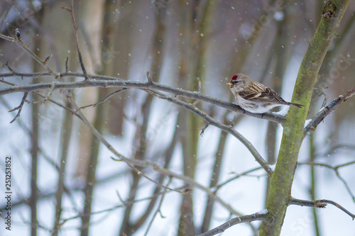 фотографія hungry wild bird  redpoll on a tree in spring forest