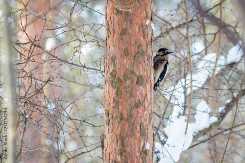 Fotografie hungry wild bird woodpecker on a tree in spring forest