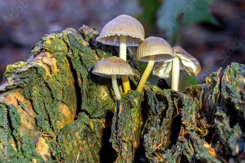 Mushrooms grow on an old tree stump