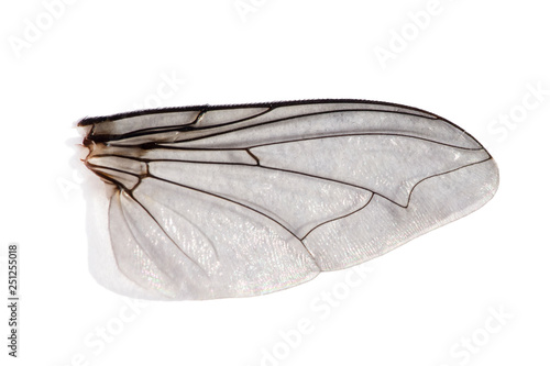 Extreme macro of fly wing background, © blackdiamond67