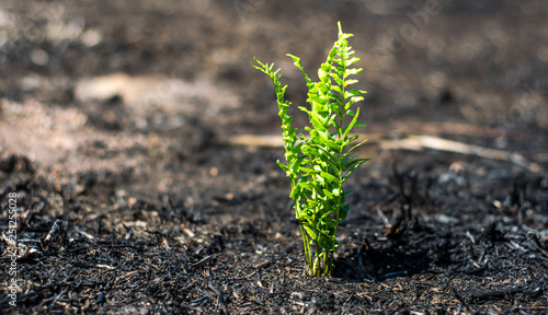 image - nature and its strength 