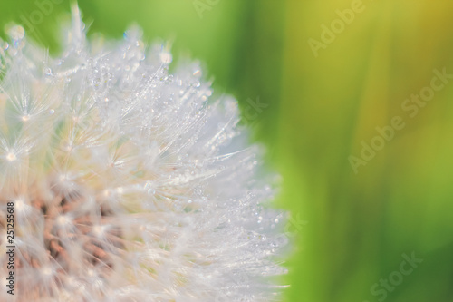 Beautiful close-up of abstract dew diamond drops on a one white dandelion with variable focus and blurred background in the rays of the rising sun on the green field. Blur and soft focus.