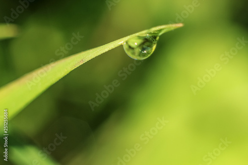 Beautiful close-up of dew diamond drops on grass with variable focus and blurred green background in the rays of the rising sun. Blur and soft focus.