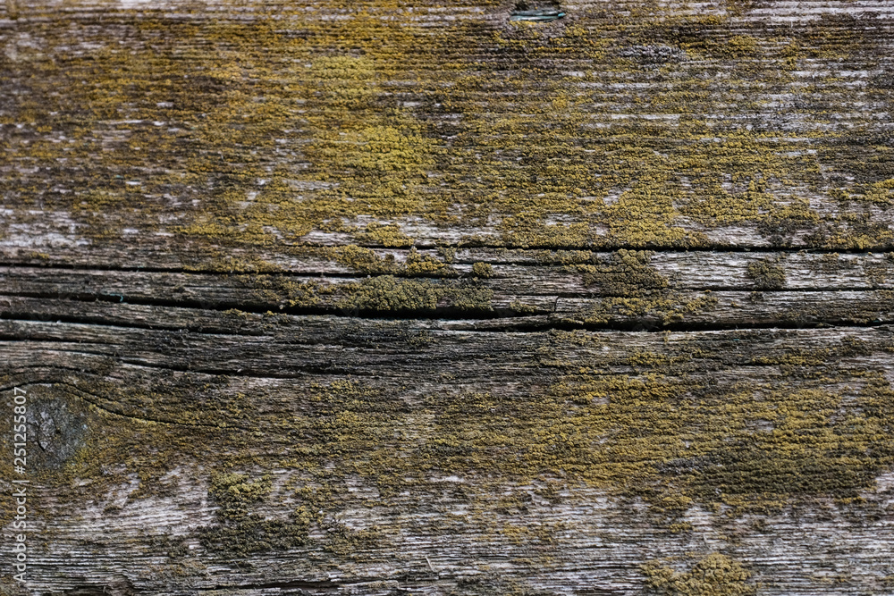 Naklejka premium cracked rotting wood background texture with moss, lichen, mold