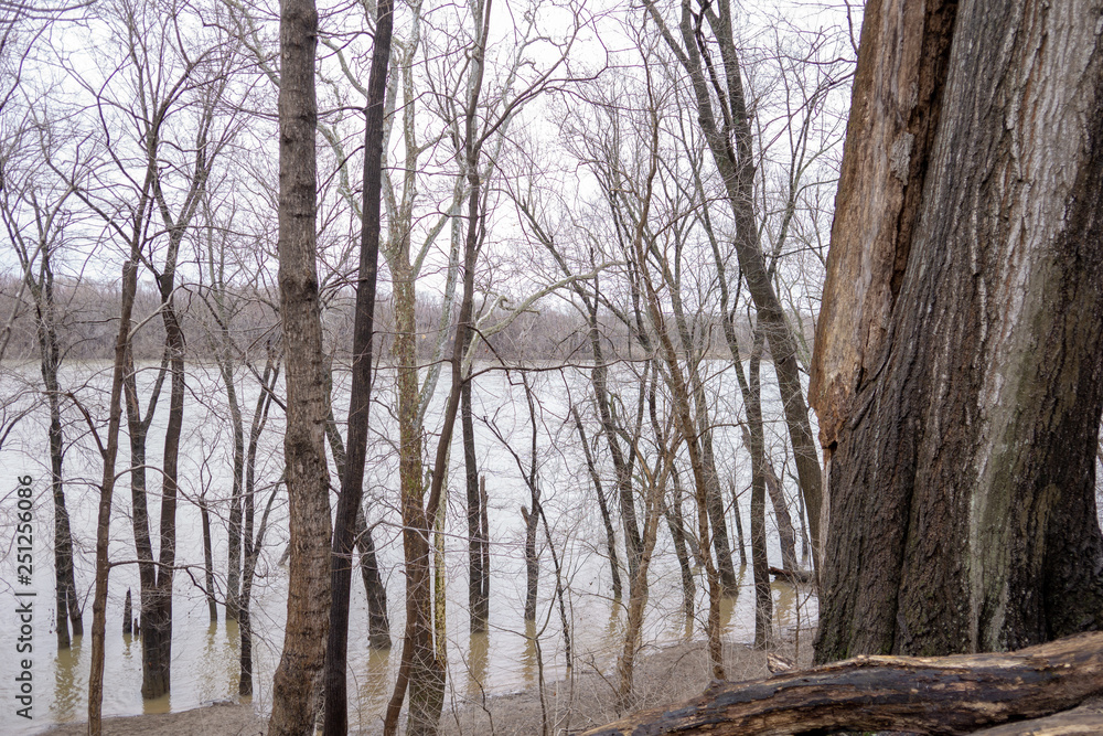Fototapeta premium forest in winter
