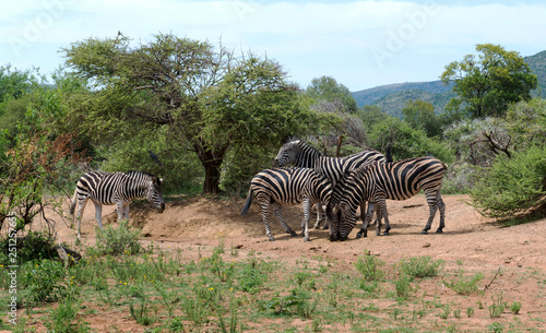 Zebras in South Africa