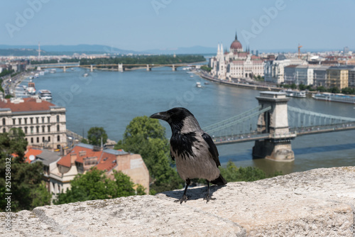Hooded crow in the Buda Castle, Budapest, Hungary © Peter