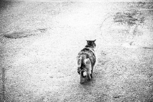 Stray cat is walking on the empty road