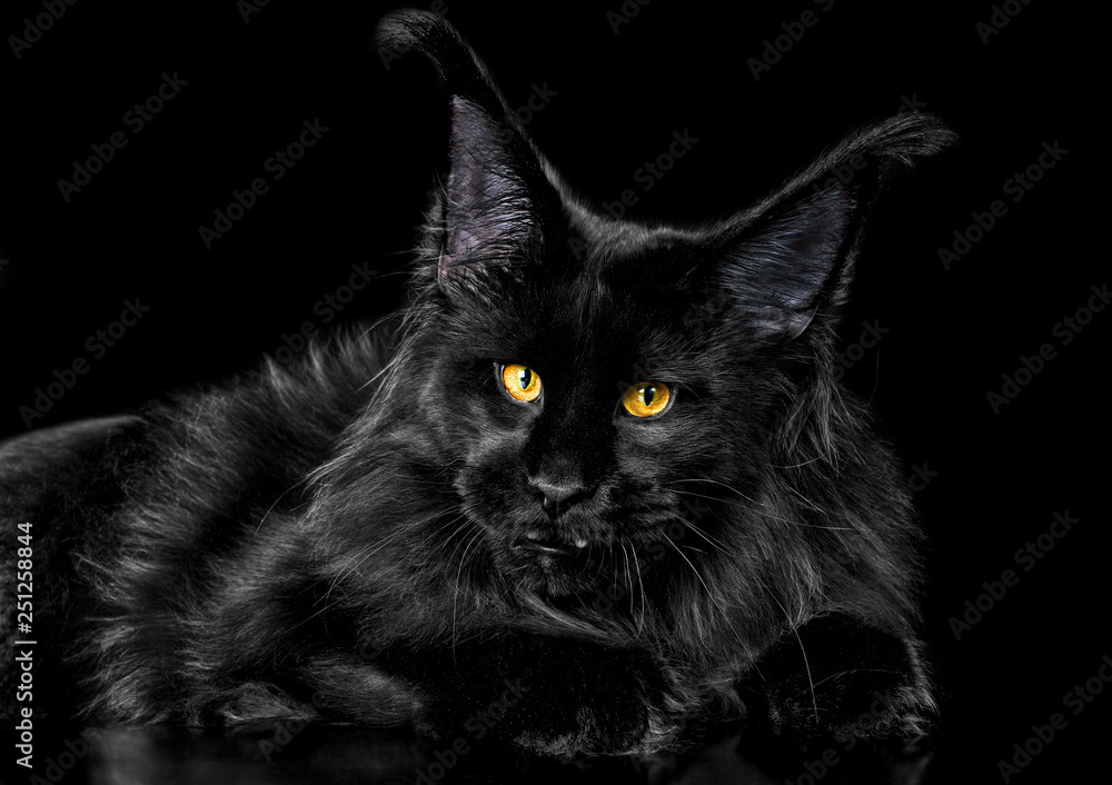 Beautiful black maine coon kitten on black background in studio, isolated.