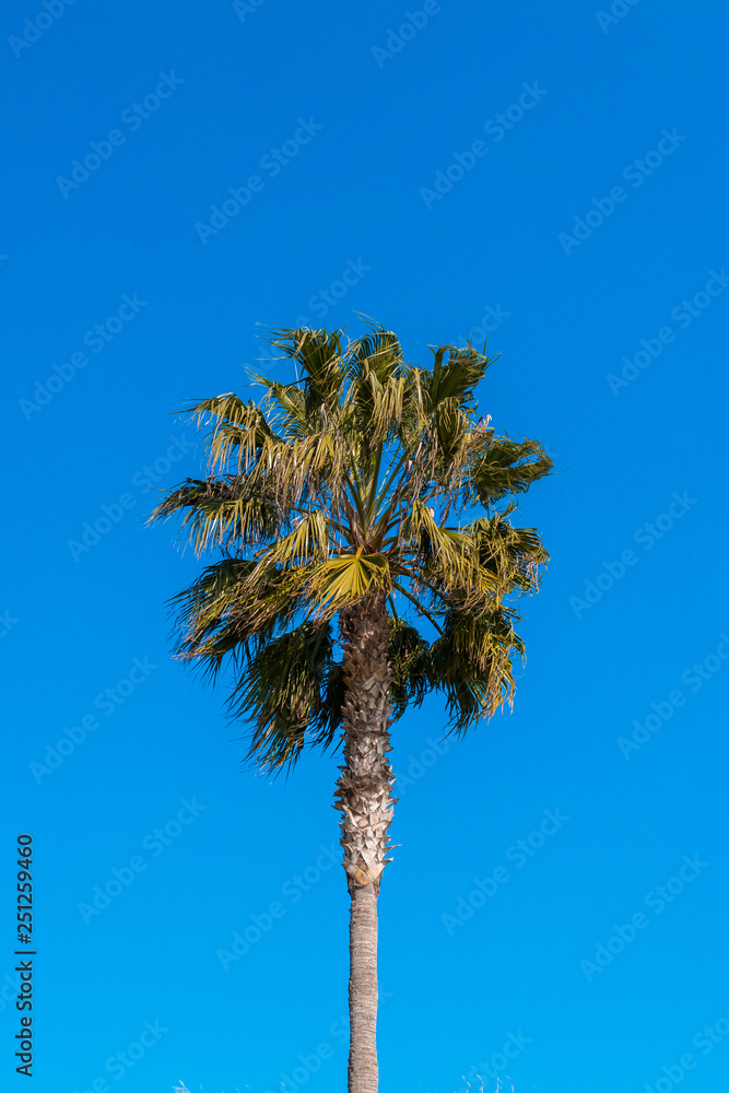 custom made wallpaper toronto digitalPalm Tree leaves swinging in the wind in front of blue sky.