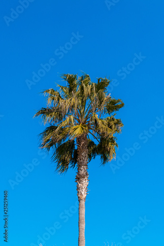 Palm Tree leaves swinging in the wind in front of blue sky.