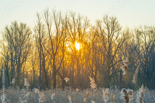 Reed along the shore of a lake in a natural park at sunrise in winter