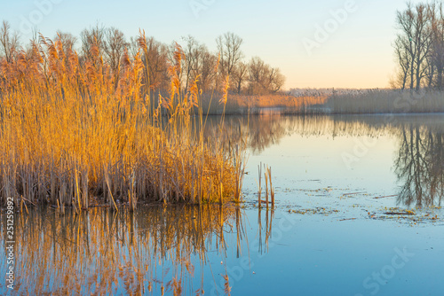 Reed along the shore of a lake in a natural park at sunrise in winter